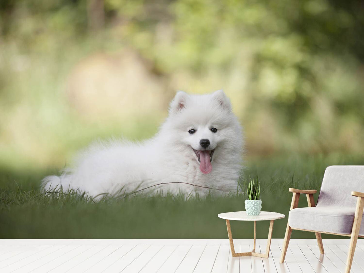 photo-wallpaper-cute-spitz-puppy