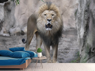 photo-wallpaper-the-lion-and-his-kingdom