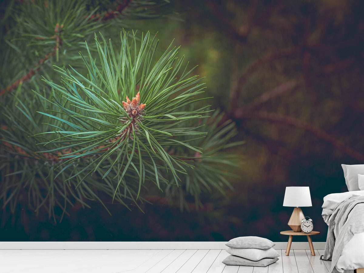 photo-wallpaper-pine-tree-close-up