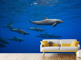 photo-wallpaper-dolphins-x