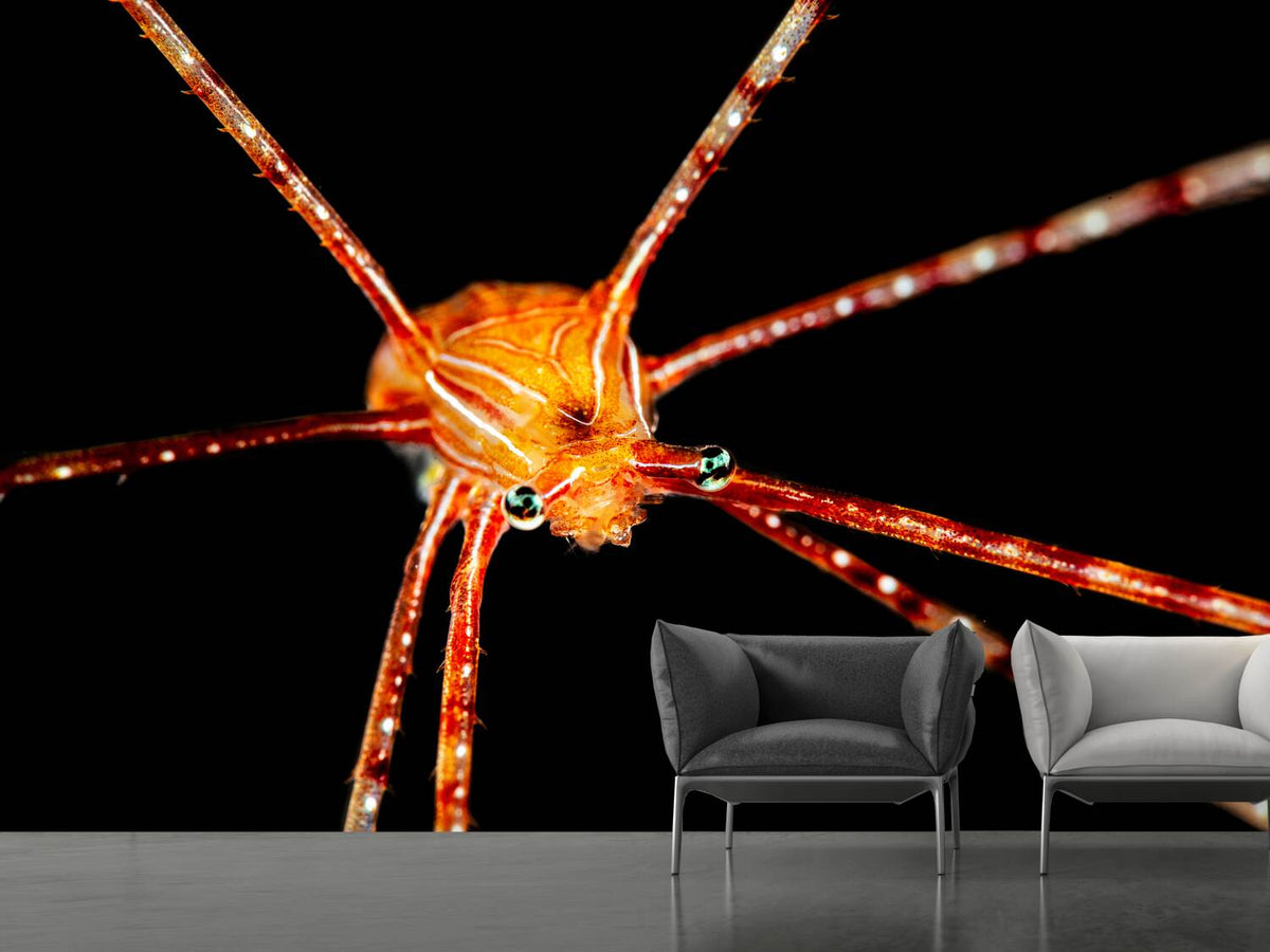 photo-wallpaper-spider-squat-lobster