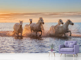 photo-wallpaper-camargue-horses-ii-x