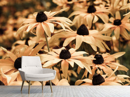 photo-wallpaper-daisies-in-sepia