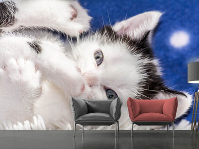 photo-wallpaper-sweet-kitten