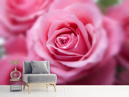 photo-wallpaper-roses-macro