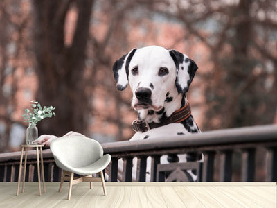 photo-wallpaper-watchful-dalmatian