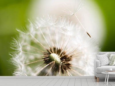 photo-wallpaper-blowball-dandelion