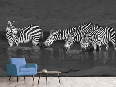 photo-wallpaper-zebras-drinking-x