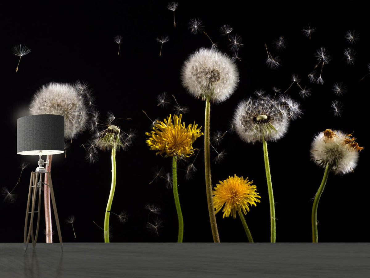 photo-wallpaper-the-phases-of-dandelion