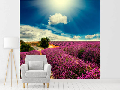 photo-wallpaper-the-lavender-valley