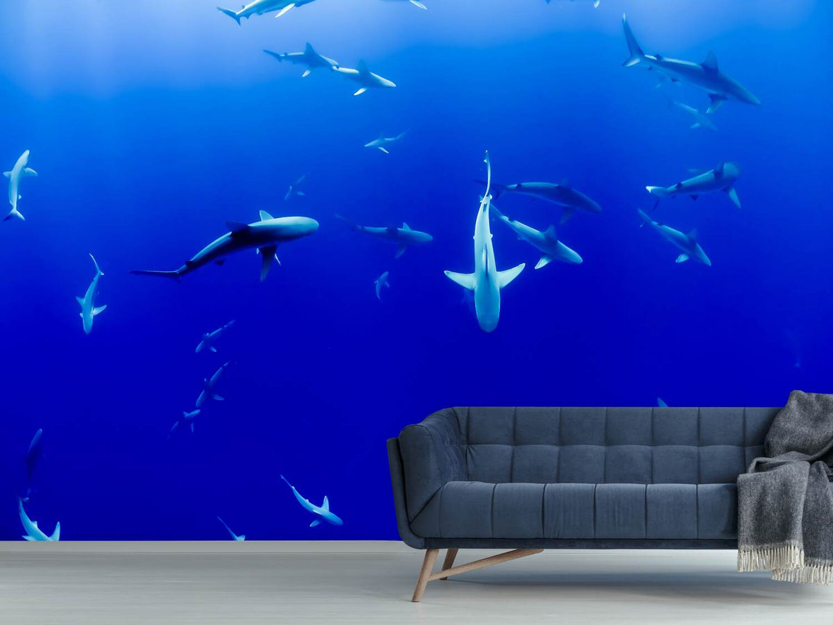 photo-wallpaper-in-the-shark-tank