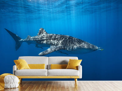 photo-wallpaper-whale-shark-in-the-blue-x