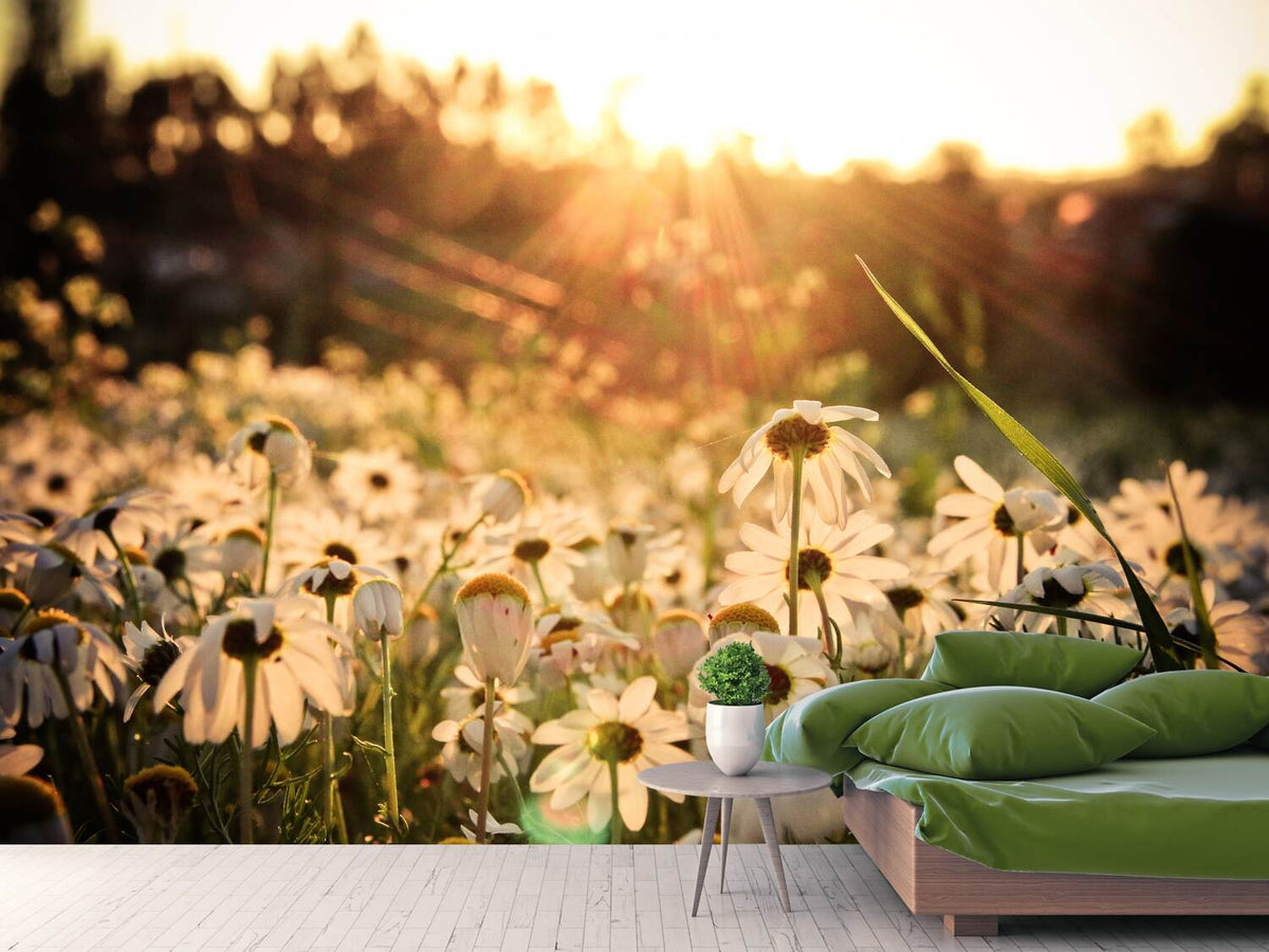 photo-wallpaper-daisies-at-sunset