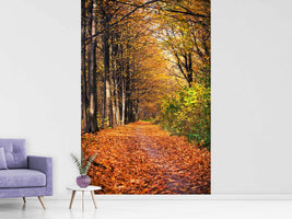 photo-wallpaper-deciduous-forest-in-autumn-light