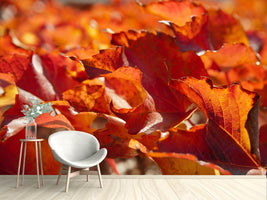 photo-wallpaper-nice-autumn-leaves