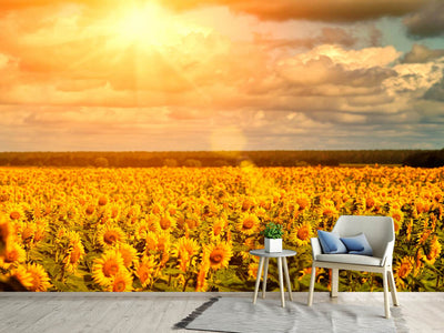 photo-wallpaper-golden-light-sunflower