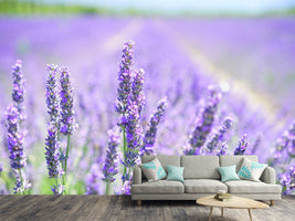 photo-wallpaper-the-lavender-blossom