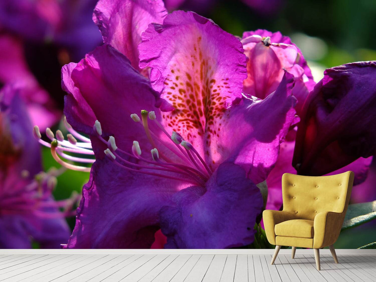 photo-wallpaper-the-rhododendron