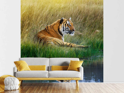 photo-wallpaper-the-tiger