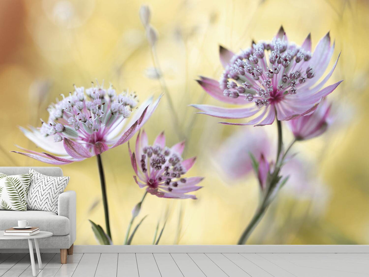 photo-wallpaper-astrantia-major