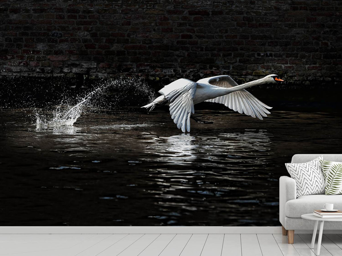 photo-wallpaper-flying-swan