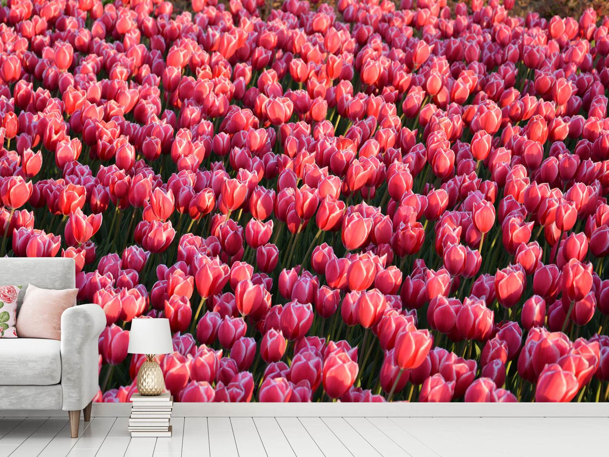 photo-wallpaper-lush-tulip-field