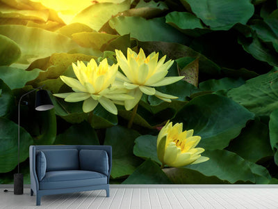 photo-wallpaper-wild-lotus