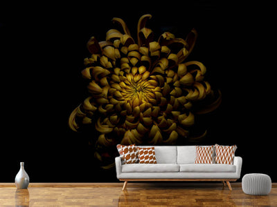 photo-wallpaper-chrysanthemum