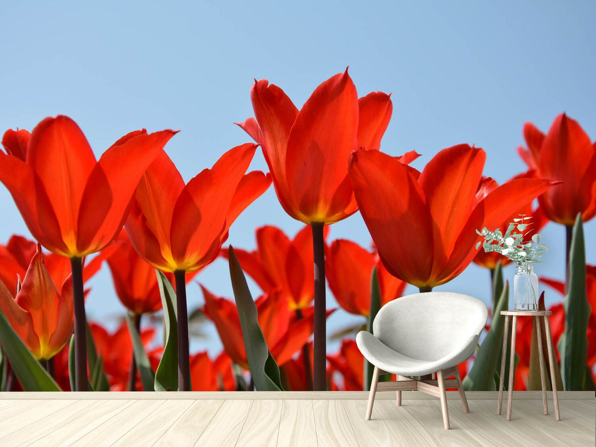 photo-wallpaper-red-tulips-xl