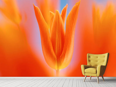 photo-wallpaper-kensaki-tulip