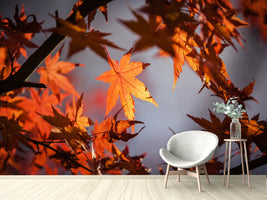 photo-wallpaper-maple-leaves-in-autumn