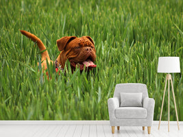 photo-wallpaper-the-mastiff-in-the-grass