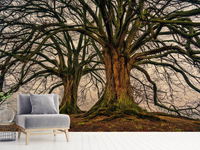 photo-wallpaper-ghostly-trees