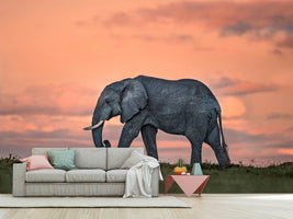 photo-wallpaper-elephant-at-dusk-x