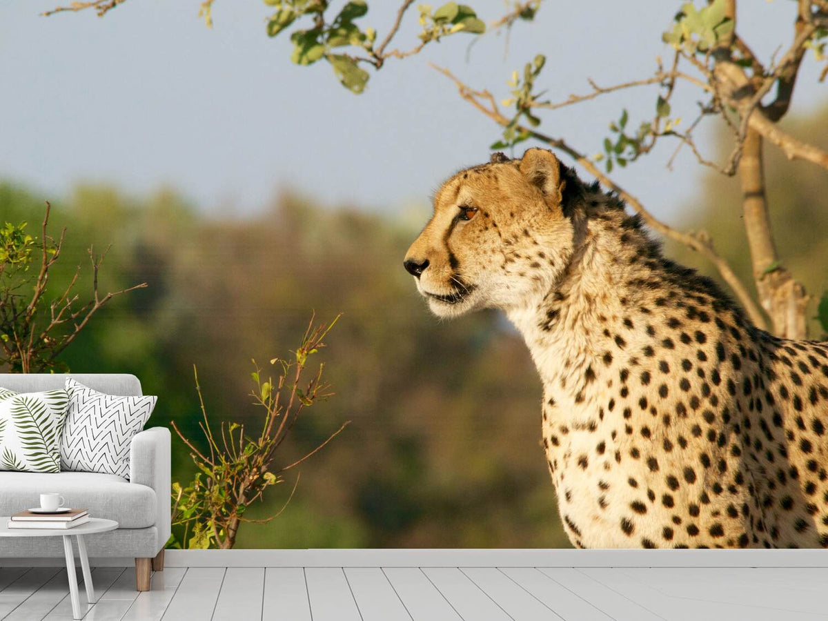 photo-wallpaper-cheetah-in-nature