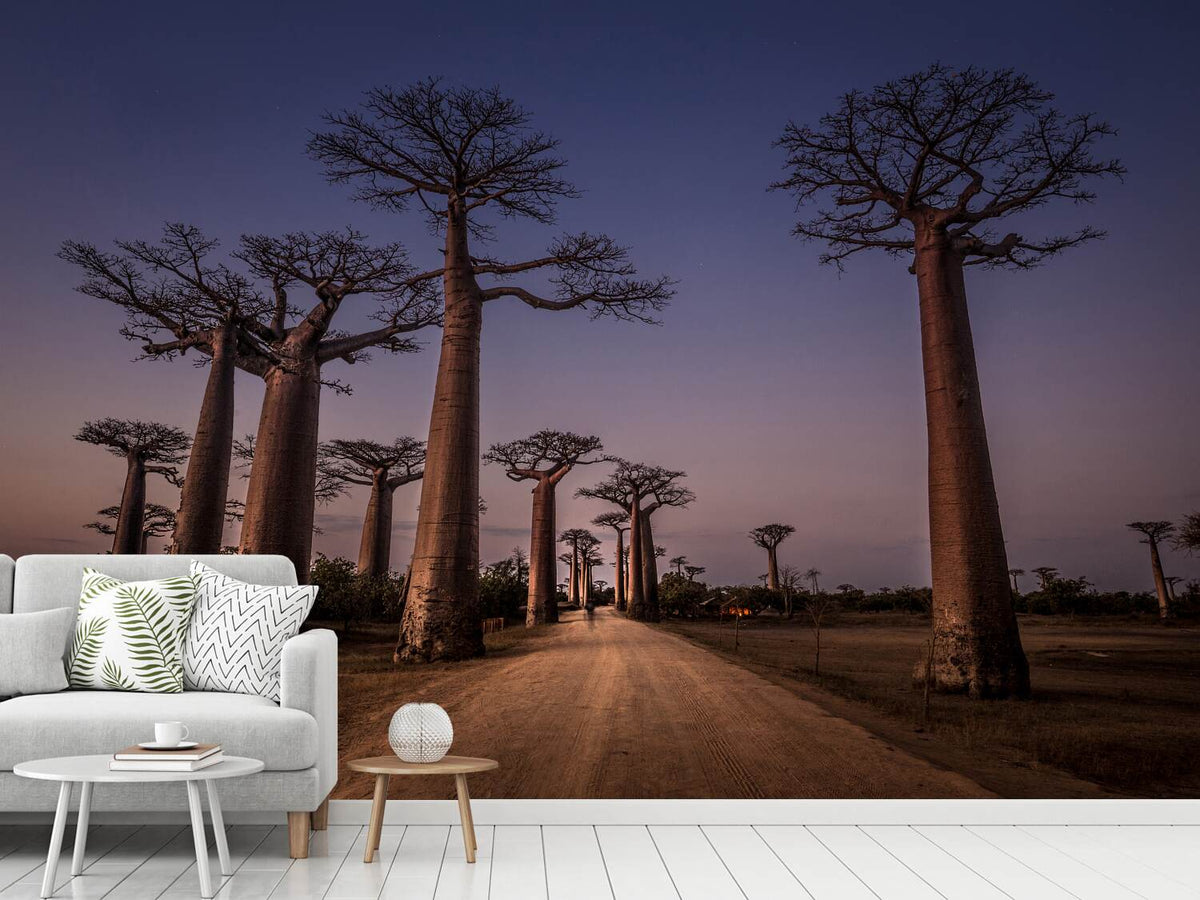 photo-wallpaper-allace-des-baobabs-x