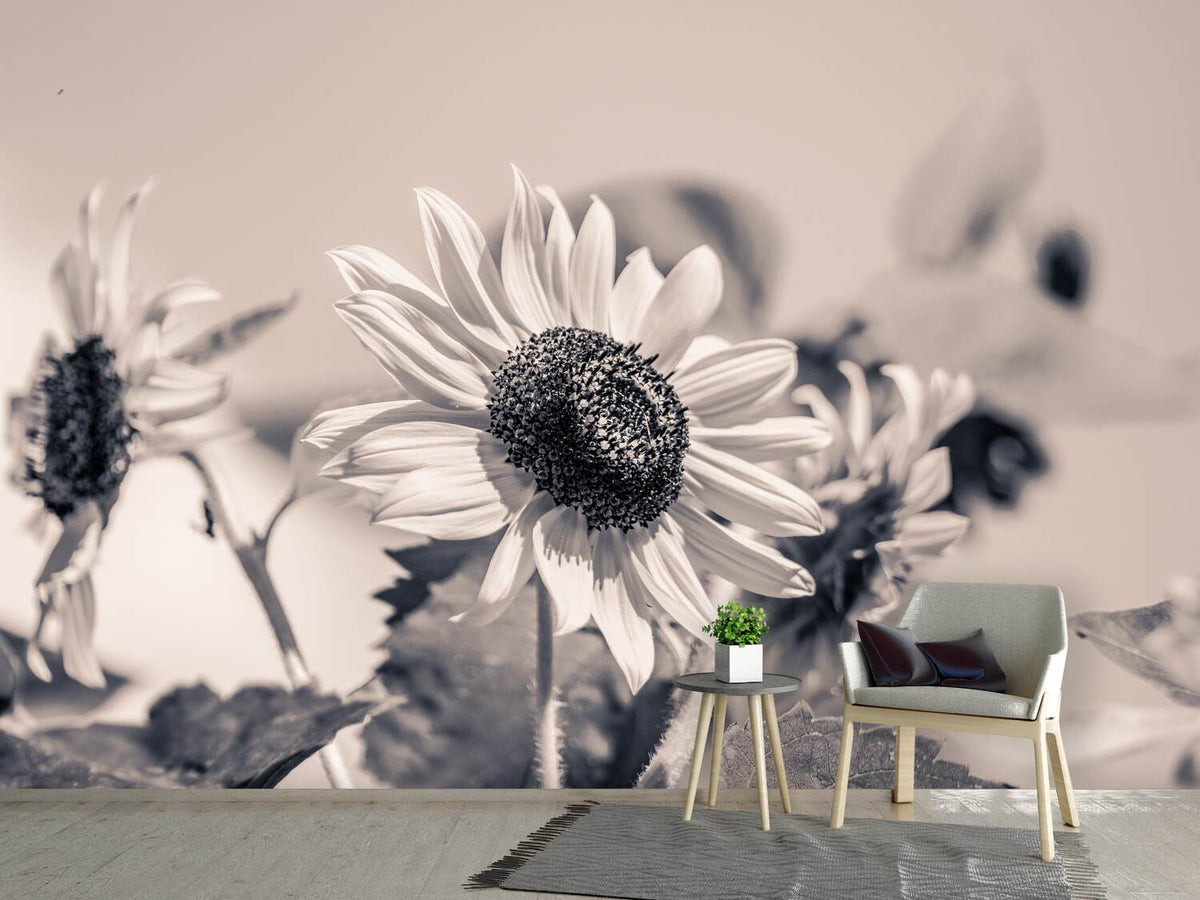 photo-wallpaper-sunflowers-sw