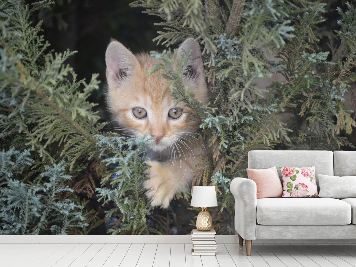 photo-wallpaper-tiger-kitten