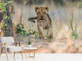 photo-wallpaper-cub-south-luangwa