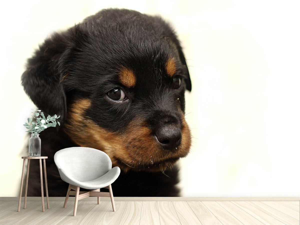 photo-wallpaper-rottweiler-puppy-to-fall-in-love