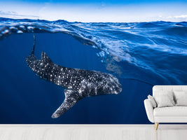 photo-wallpaper-whale-shark-on-split-level