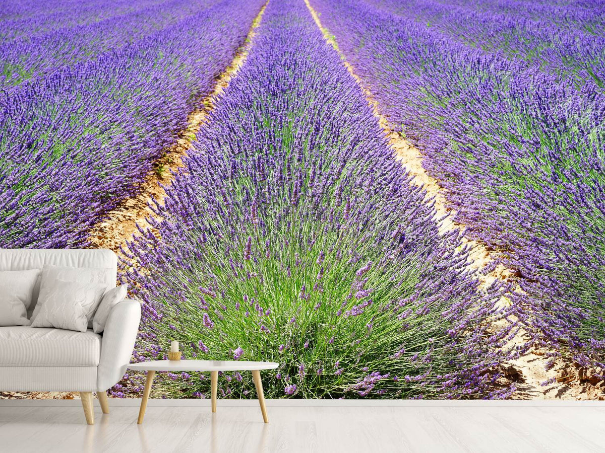 photo-wallpaper-the-lavender-field