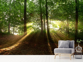 photo-wallpaper-sun-in-the-forest