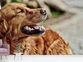 photo-wallpaper-watchful-irish-setter