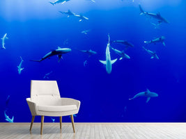 photo-wallpaper-in-the-shark-tank