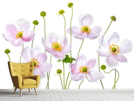 photo-wallpaper-japanese-anemones