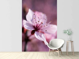 photo-wallpaper-adorable-cherry-blossom