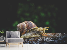 photo-wallpaper-snail-xxl