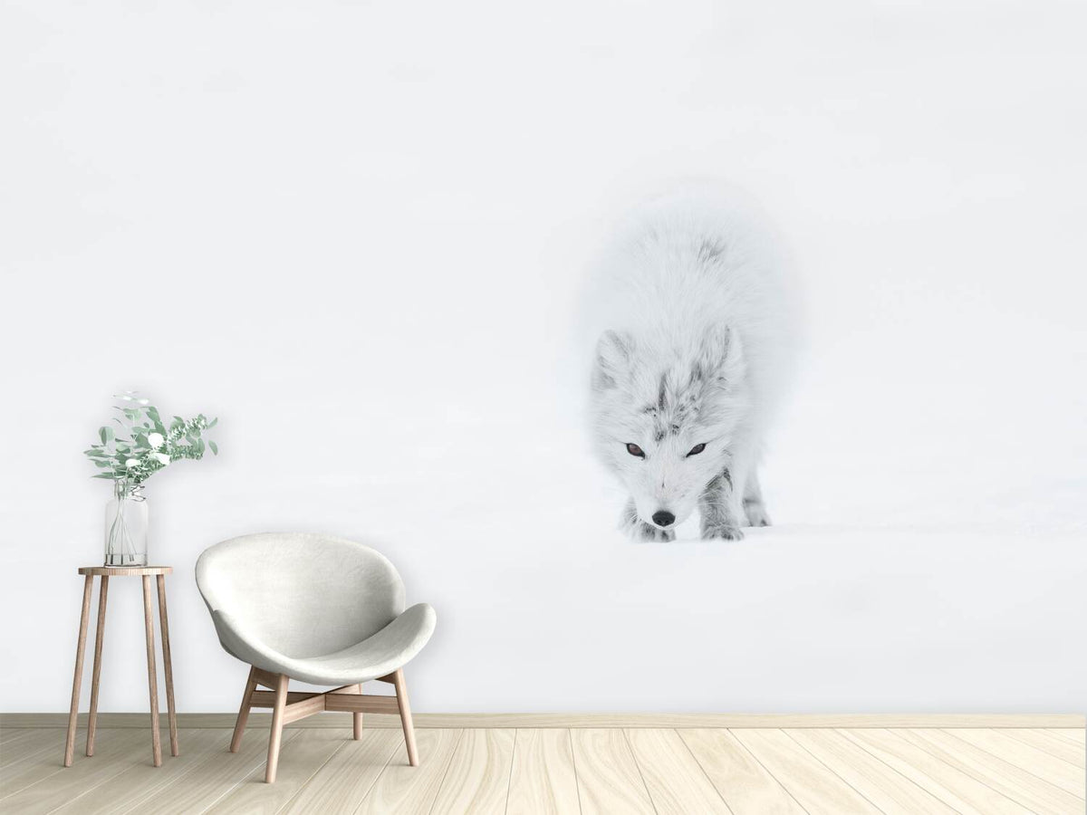 photo-wallpaper-arctic-fox-xtt