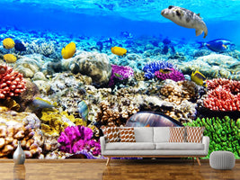 photo-wallpaper-fish-aquarium